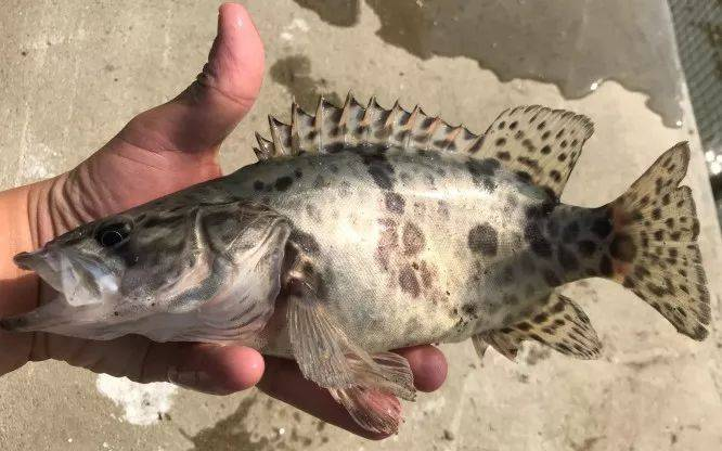 饲料鳜养殖技术,桂花鱼养殖,鳜鱼养殖