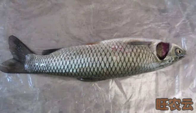 草鱼烂鳃病,草鱼三病,细菌性烂鳃,鳃隐鞭虫