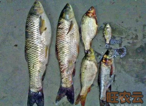 草鱼烂鳃病,草鱼三病,细菌性烂鳃,鳃隐鞭虫