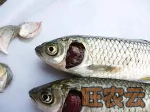 草鱼烂鳃病,草鱼三病,细菌性烂鳃,鳃隐鞭虫