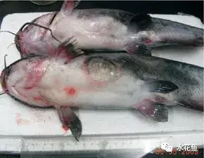 疖疮病,疥疮,溃烂症,点状产气单胞菌,粘孢子虫,黏孢子虫,赤皮病