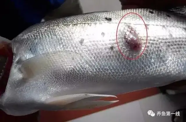 疖疮病,疥疮,溃烂症,点状产气单胞菌,粘孢子虫,黏孢子虫,赤皮病