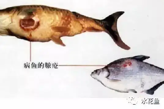 疖疮病,疥疮,溃烂症,点状产气单胞菌,粘孢子虫,黏孢子虫,赤皮病
