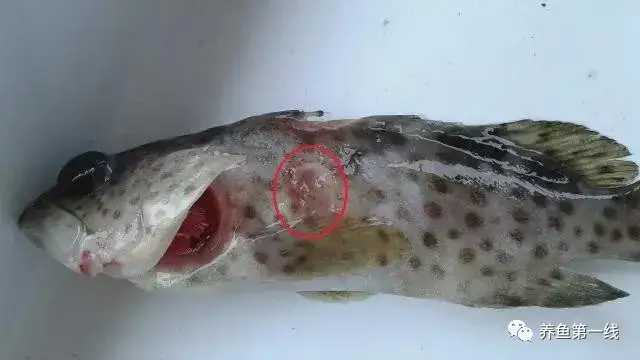 疖疮病,疥疮,溃烂症,点状产气单胞菌,粘孢子虫,黏孢子虫,赤皮病