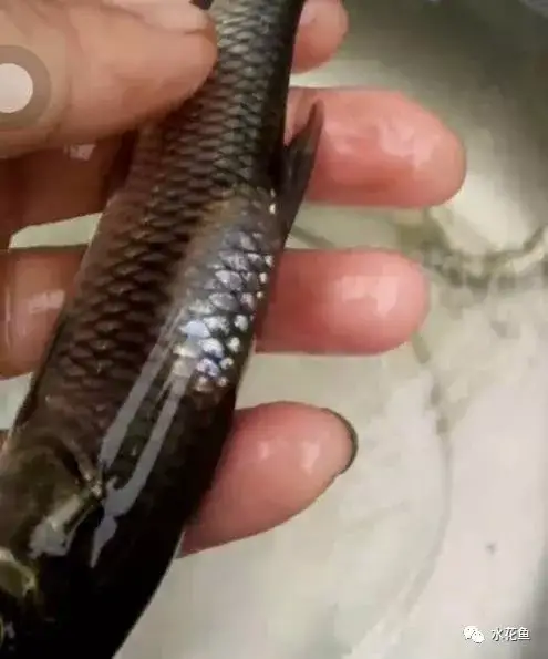 疖疮病,疥疮,溃烂症,点状产气单胞菌,粘孢子虫,黏孢子虫,赤皮病