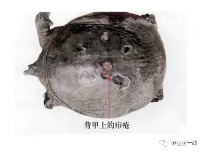 疖疮病,疥疮,溃烂症,点状产气单胞菌,粘孢子虫,黏孢子虫,赤皮病