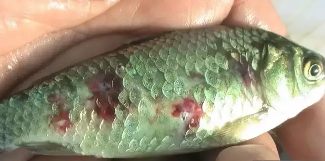 疖疮病,疥疮,溃烂症,点状产气单胞菌,粘孢子虫,黏孢子虫,赤皮病