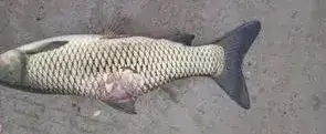 疖疮病,疥疮,溃烂症,点状产气单胞菌,粘孢子虫,黏孢子虫,赤皮病