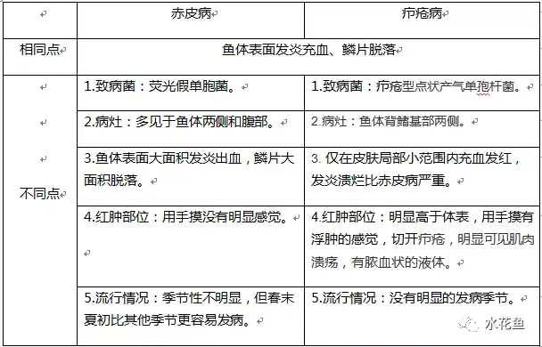 疖疮病,疥疮,溃烂症,点状产气单胞菌,粘孢子虫,黏孢子虫,赤皮病