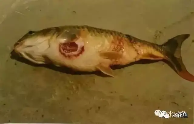 疖疮病,疥疮,溃烂症,点状产气单胞菌,粘孢子虫,黏孢子虫,赤皮病
