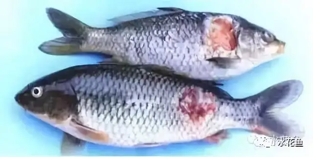 疖疮病,疥疮,溃烂症,点状产气单胞菌,粘孢子虫,黏孢子虫,赤皮病