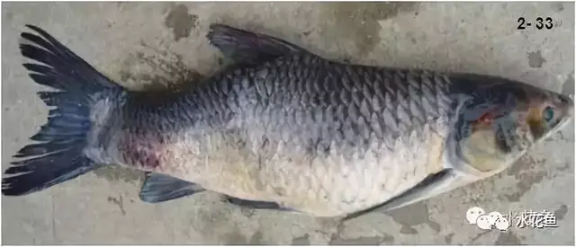 疖疮病,疥疮,溃烂症,点状产气单胞菌,粘孢子虫,黏孢子虫,赤皮病