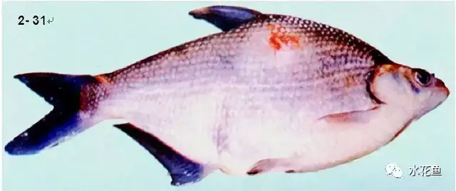 疖疮病,疥疮,溃烂症,点状产气单胞菌,粘孢子虫,黏孢子虫,赤皮病